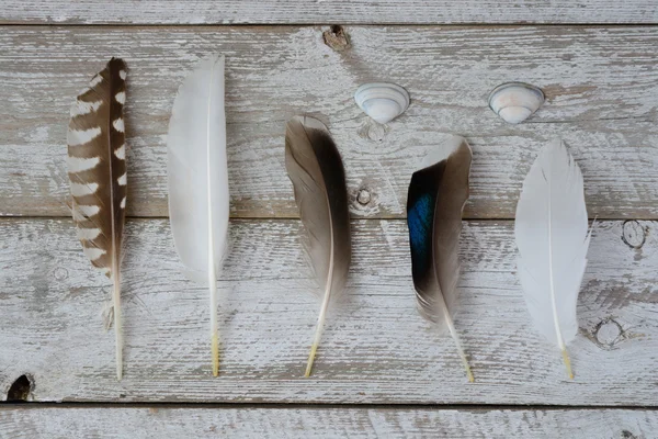 Rangée d'oiseaux, mouette, canard, plumes sur une vieille étagère en bois fond gris blanc avec coquillages de plage de la mer — Photo