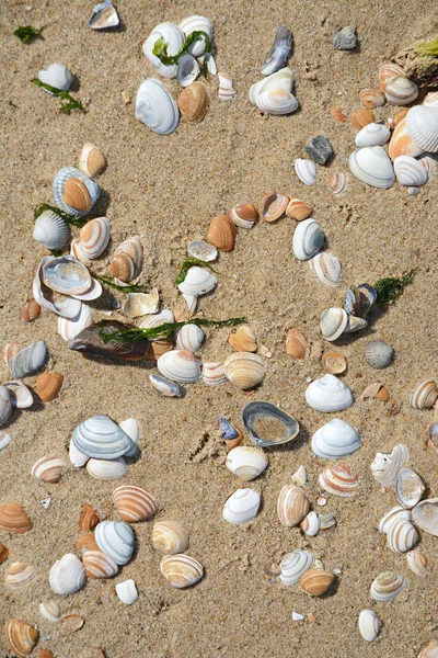 Close up of beach shells on sand — Stock Photo, Image