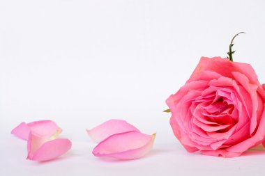 Romantik boş gri beyaz sakin arka plan boş oda kopya alanı ile dört pembe gül yaprakları ile