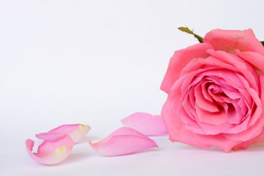 Romantik boş gri beyaz sakin arka plan boş oda kopya alanı ile dört pembe gül yaprakları ile