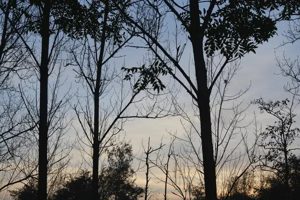 Bela natureza panorama preto silhueta troncos de árvores no outono outono ou inverno temporada com um azul laranja tarde céu noturno — Fotografia de Stock