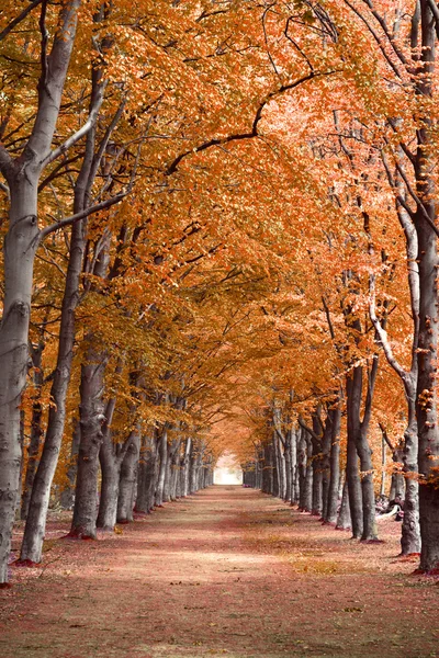 Otoño bosque de bosque de otoño con árboles de fondo con perspectiva sendero camino — Foto de Stock