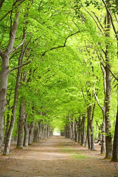 Forrest bosques com árvores fundo com perspectiva caminho a pé estrada — Fotografia de Stock