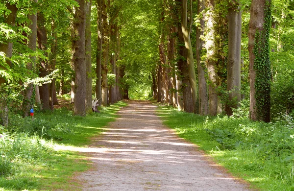 Automne forêt d'automne bois avec des arbres fond avec perspective chemin de randonnée route — Photo