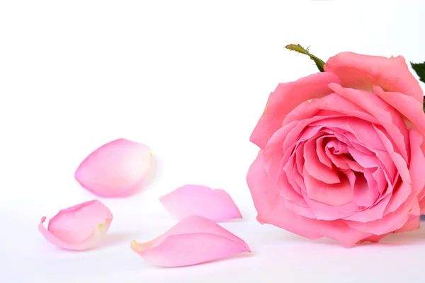 Romantik boş gri beyaz sakin arka plan boş oda kopya alanı ile dört pembe gül yaprakları ile