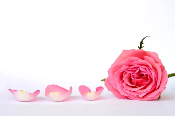 Romántico gris vacío fondo sereno blanco con cuatro hojas de rosa rosa con espacio de copia habitación vacía — Foto de Stock
