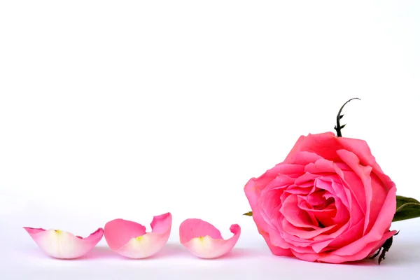 Romántico gris vacío fondo sereno blanco con cuatro hojas de rosa rosa con espacio de copia habitación vacía — Foto de Stock
