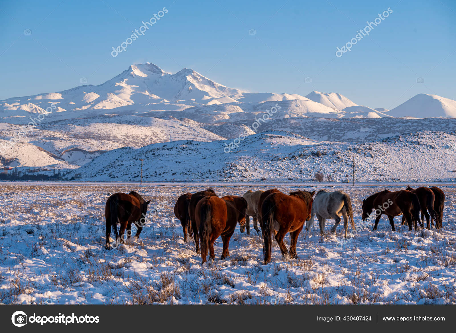 Mont Erciyes Enneige Chevaux Sauvages Dans Ville Kayseri Une Belle Image Libre De Droit Par Attractionart C Mont Erciyes Enneige Chevaux Sauvages Dans Ville Kayseri Une Belle Image Libre De Droit Par Attractionart C