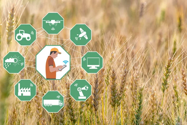 Smart Agriculture concept. Grain production with modern farming technologies. Wireless communication icons. Wheat field with background. The farmer works agricultural jobs remotely by mobile phone