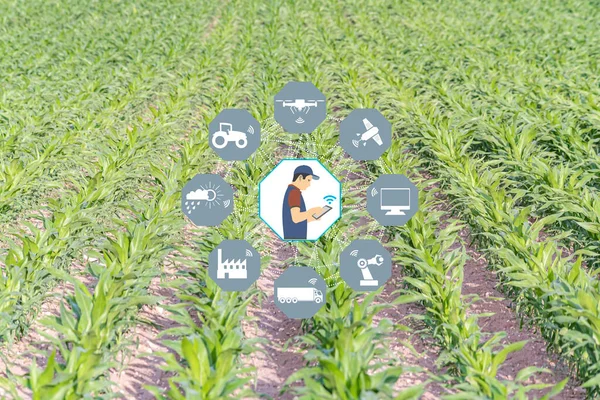 Smart Agriculture concept. Grain production with modern farming technologies. Wireless communication icons. Green and young corn field with background. The farmer works agricultural jobs remotely by mobile phone