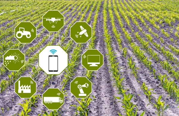Smart Agriculture concept. Grain production with modern farming technologies. Wireless communication icons. with young corn field background. Remotely by mobile phone