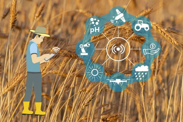 Smart Agriculture concept. production with modern farming technologies. Wireless communication icons. with wheat farm background. ripe wheat ears. The farmer works agricultural jobs remotely by mobile phone