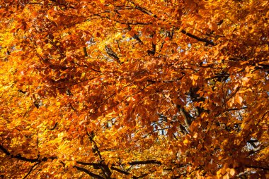 Alberi autunno içinde
