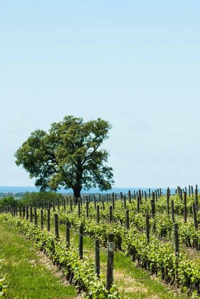 Campagna della Toscana