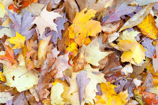 Hojas de otoño — Foto de Stock