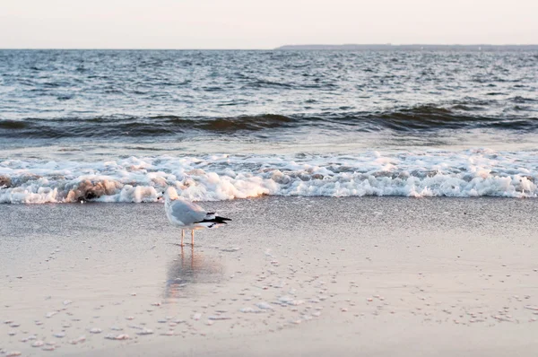 Gull on the ocean beach — Stock Photo, Image