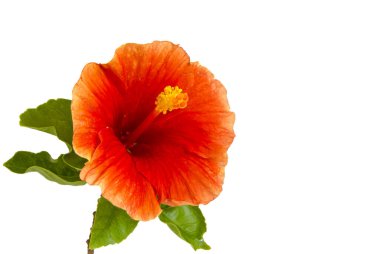 Kırmızı yapraklı ve sarı polenli taze Hibiscus çiçeği. İzole edilmiş beyaza yakın çekim.