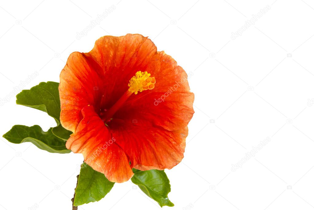 Fresh Hibiscus flower with red petal and yellow pollen blooming. closeup shot on white isolated.