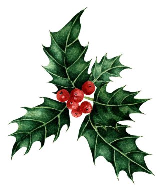 Noel ve Yeni Yıl sembolü Holly kırmızı böğürtlenli. Geleneksel suluboya çizimi. Beyaz bir arka planda izole edilmiş. Elle çizilmiş..