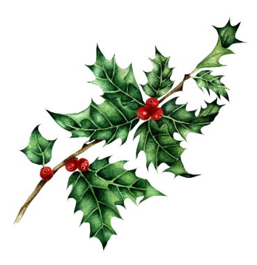 Bir Holly filizinin Noel çizimi. Geleneksel şenlik görüntüsü beyaz arkaplanda izole edildi. Elle boyanmış suluboya.