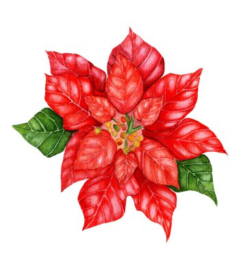 Noel Poinsetia Suluboya çizimi. El yapımı Noel yıldızı. Kırmızı ve yeşil yapraklı neşeli bir resim. Beyaz arkaplanda izole.