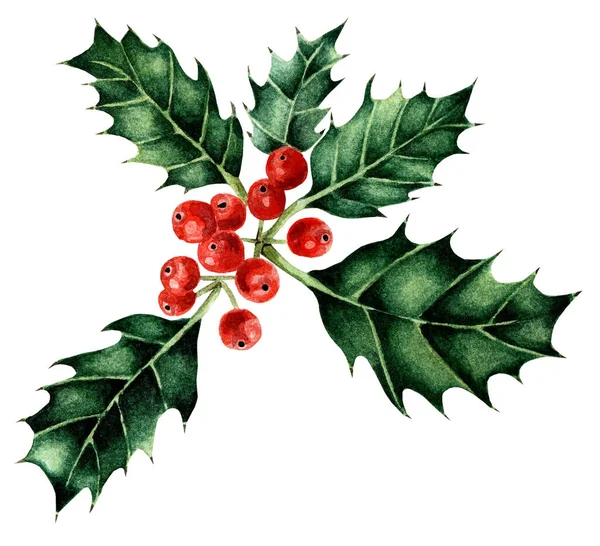 Kırmızı böğürtlenli suluboya Noel kutlaması. Geleneksel kış çiçekleri. Beyaz arka planda izole edilmiş. Elle çizilmiş..