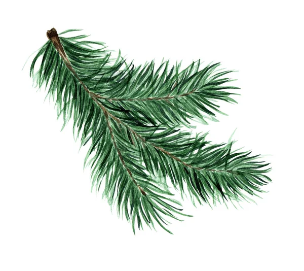 Yeşil kabarık ladin dalı, çam, köknar. Çam ağacı, Noel için köknar dalı, yeni yıl illüstrasyonu. Beyaz arkaplanda suluboya izole edilmiş. Elle çizilmiş..