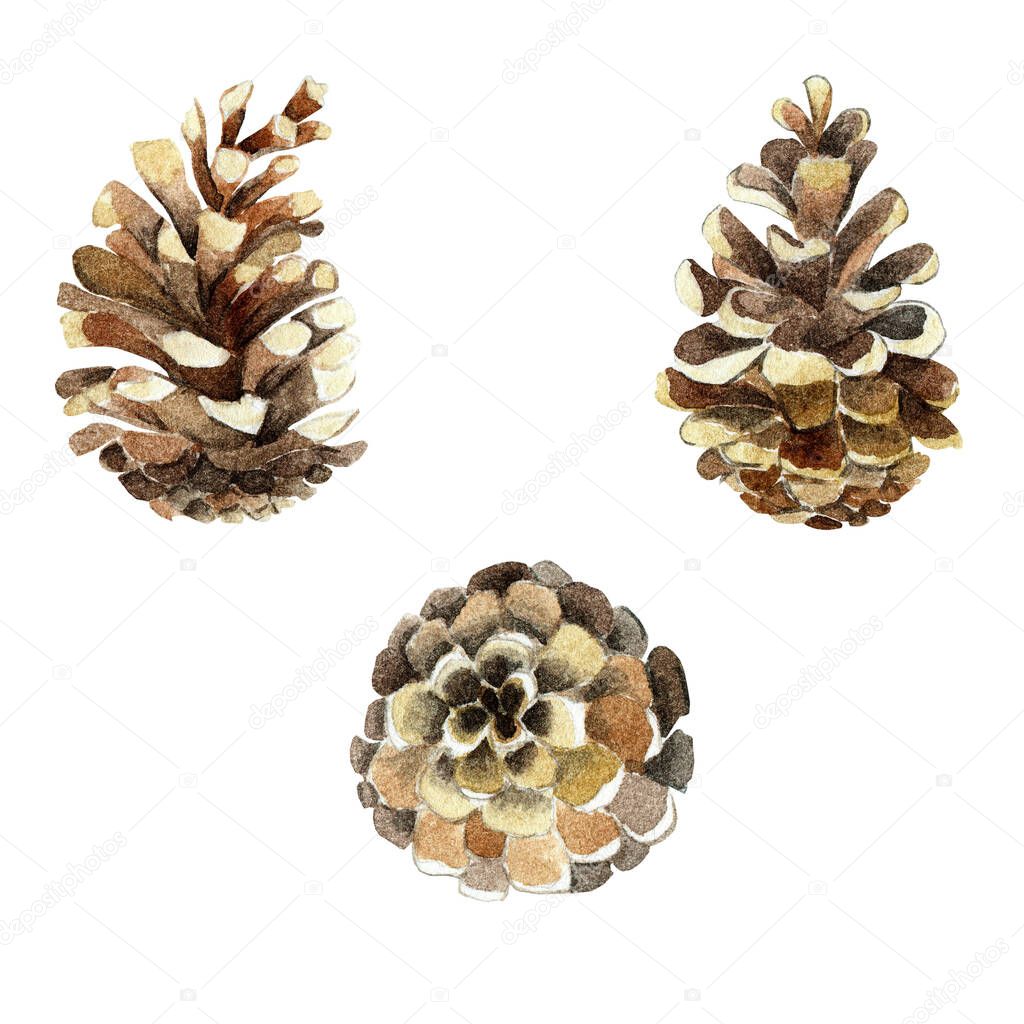 Set of pine, fir cones, botanical hand drawn watercolor illustration, isolated christmas pine, fir cones. Drawn by hand.