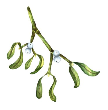 Böğürtlenli ökseotu dalı. Ökseotu resmi resminin suluboya çizimi. Beyaz arka planda izole edilmiş. Yılbaşı ve Noel için şölen dekoru. Elle çizilmiş..