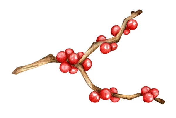 Realistic Drawing Holly Ilex Branch Red Berries Mistletoe Decor Christmas — Stock Photo, Image