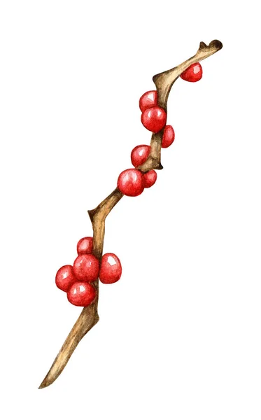 Holly Sprig Red Berries Ilex Watercolor Delors Christmas New Year — Stock Photo, Image