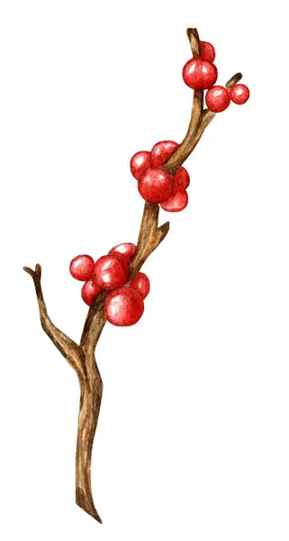 Ágak Vörös Magyal Karácsonyi Újévi Akvarell Illusztrációk Mistletoe Holly Ilex — Stock Fotó