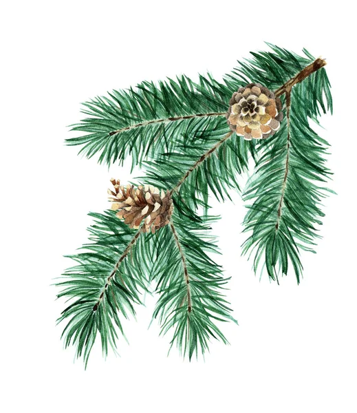 Noel ağacı kozalaklı dallar ve kozalaklar. Külahlı ladin dalı. Çam dalı. Noel süslemelerinin suluboya çizimi. Beyaz arka planda izole edilmiş. Elle çizilmiş..