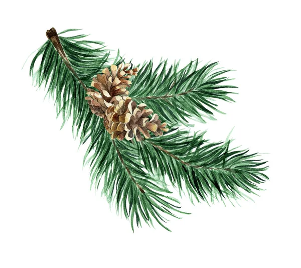 Christmas Tree Coniferous Branches Cones Watercolor Illustration Spruce Branch Cone — Stock Photo, Image