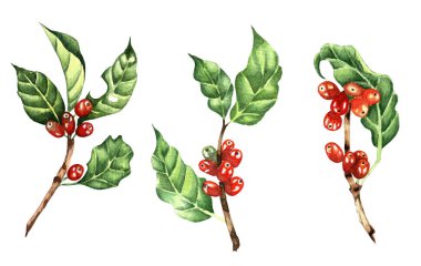 Kırmızı fasulyeli kahve dalları. Böğürtlenli botanik kahve setinin suluboya çizimi. Beyaz arka planda izole edilmiş. Elle çizilmiş..