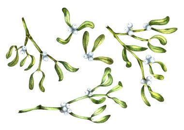 Ökseotu. Noel ve yeni yıl kartları ve dekoratif tasarım için beyaz arka planda izole edilmiş ökseotu filizi seti. Elle çizilmiş..