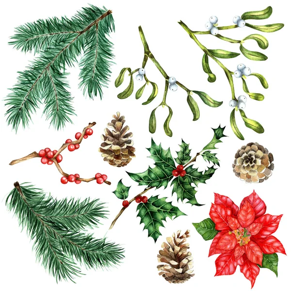 크리스마스와 새해를 정해졌어 Poinsettia Fir Pine Branch Mistletoe Branch Spones — 스톡 사진