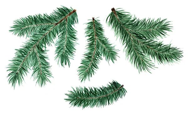 Set Spruce Pine Fir Branches Christmas New Year Illustration Coniferous — Stock fotografie