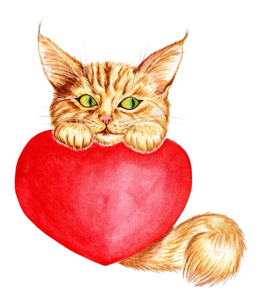 Akvarel Ilustrace Roztomilé Zrzavé Kotě Načechraným Ocasem Drží Velké Červené — Stock fotografie