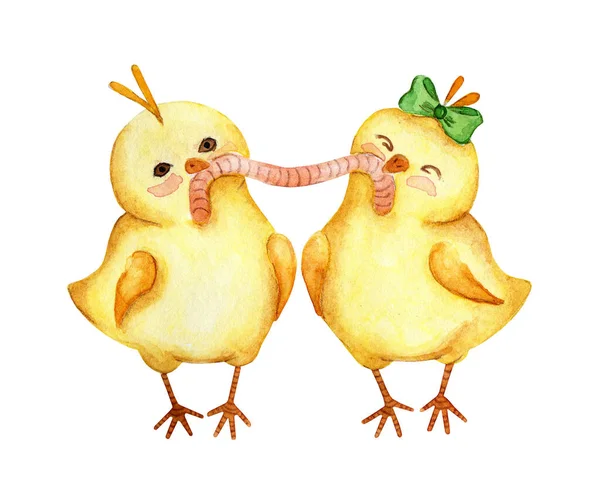 Bir solucanı birlikte yiyen iki küçük sarı tavuğun suluboya çizimi. Bir çift piliç, erkek ve kız. Paskalya, din, gelenek. Beyaz arka planda izole edilmiş. Elle çizilmiş..