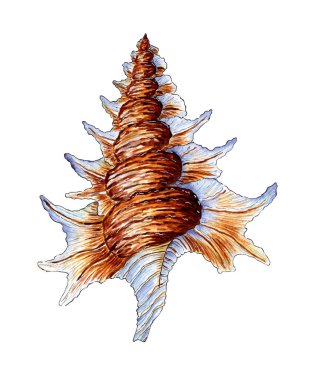 Güzel dişleri olan büyük bir bej mavisi deniz kabuğunun suluboya çizimi. Su altı dünyası. Tropikal kabuk. Yumuşakça bir badem ezmesinin dış iskeleti. Beyaz arka planda silinmiş. Tasarım ögesi.