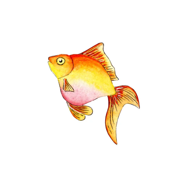 Aquarel Illustratie Van Een Kleine Goudvis Met Een Roze Buik — Stockfoto