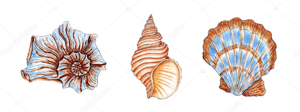 Set of watercolor illustrations of beautiful seashells in beige and blue colors. Underwater world. Tropical oyster shell. External skeleton of molluscs, security, home. Isolated over white background.