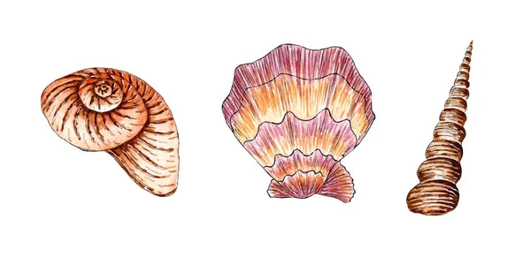 아름다운 조개껍데기들 분색으로 그림들을 색깔로 십시오 연체동물의 배경때문에 고립됨 — 스톡 사진