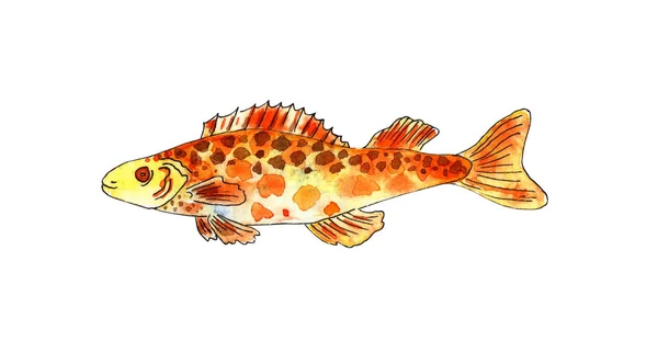Aquarel Illustratie Van Een Kleine Oranje Vis Met Bruine Vlekken — Stockfoto