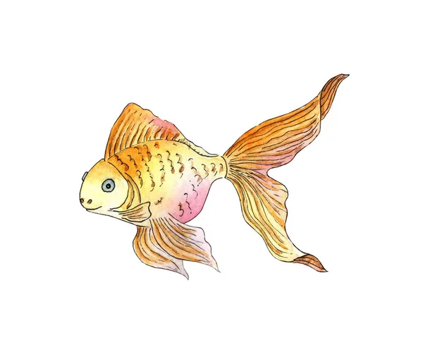 Aquarel Illustratie Van Een Kleine Goudvis Aquariumvissen Zeeleven Huisdier Geïsoleerd — Stockfoto
