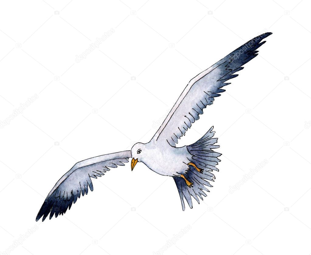 Watercolor illustration of realistic bird Seagull. Summer vacation at sea. Marine life, flying bird. Isolated on white background. Drawn by hand.
