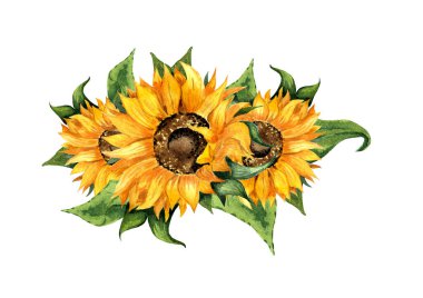 Ayçiçeği çiçeği ve yapraklarından oluşan bir çelengin suluboya çizimi. Güzel bir demet ayçiçeği. Çiçek çerçevesi, kartpostallar için sınır. Beyaz arka planda izole edilmiş botanik tablosu. Elle çizilmiş..