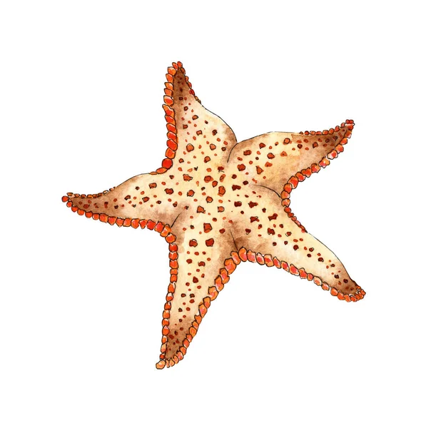 Pintura Acuarela Beige Estrella Mar Océano Animales Marinos Habitante Del — Foto de Stock