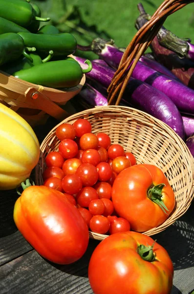 Summer Vegetable Harvest Fresh Organic Tomato Eggplant Zucchini — Stock Photo, Image